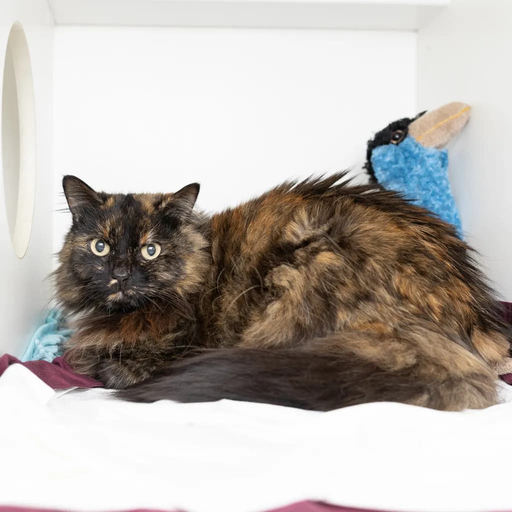 Rebel - Domestic Longhair cat available for adoption at Animal Welfare League Queensland in Gold Coast