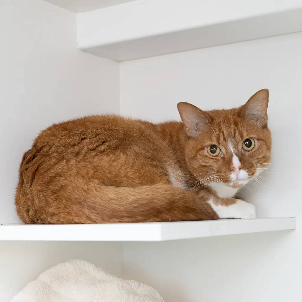 Sunny - Domestic Short Hair cat available for adoption at Animal Welfare League Queensland in Ipswich