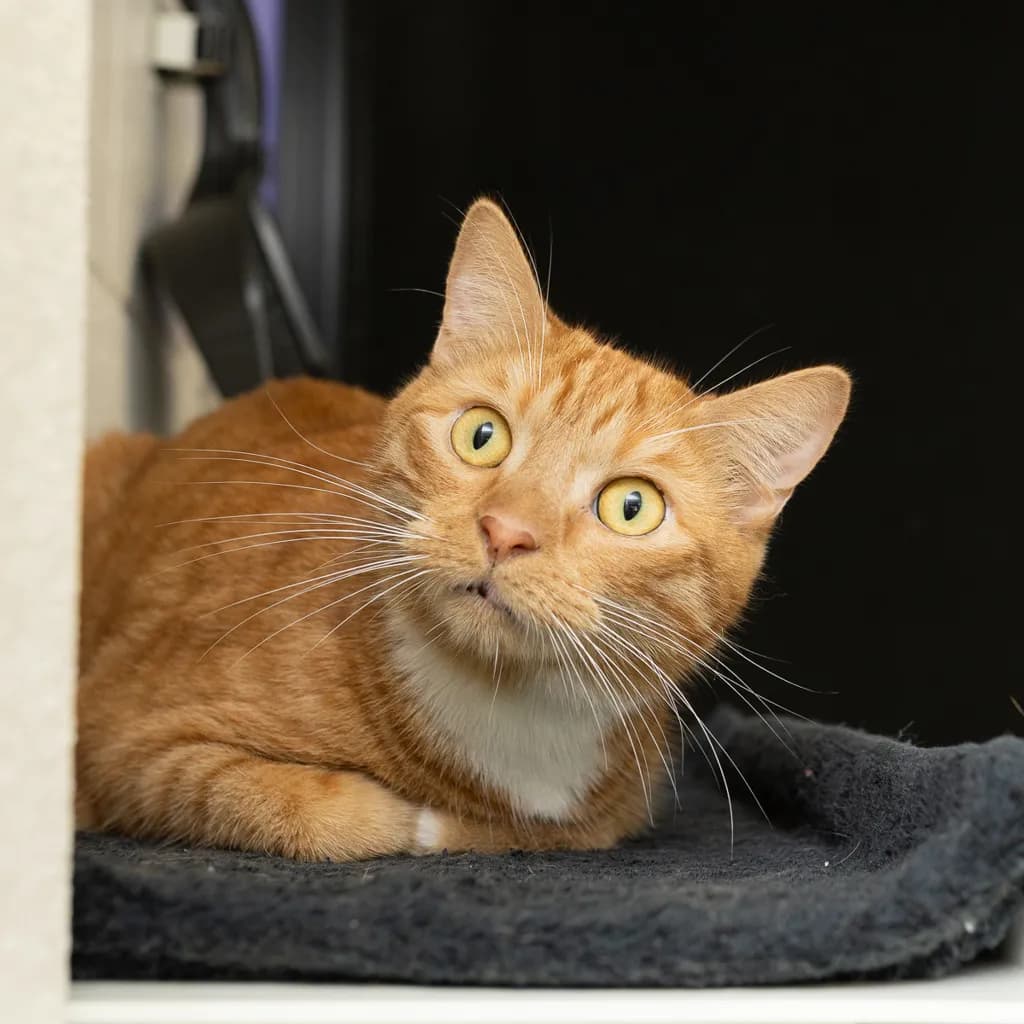 Freddie - Domestic Short Hair cat available for adoption at Animal Welfare League Queensland in Gold Coast