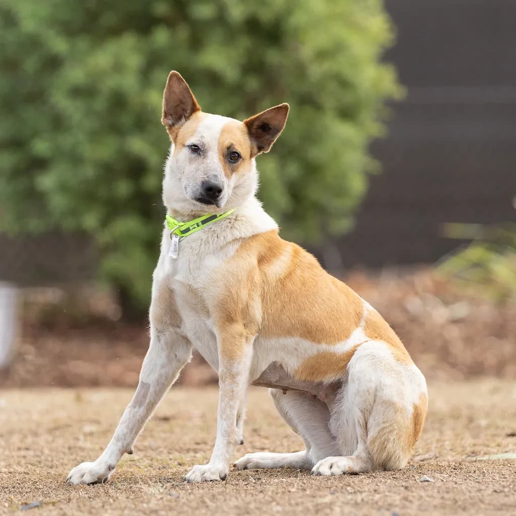Kiara - Australian Cattledog / Border Collie available for adoption in Gold Coast