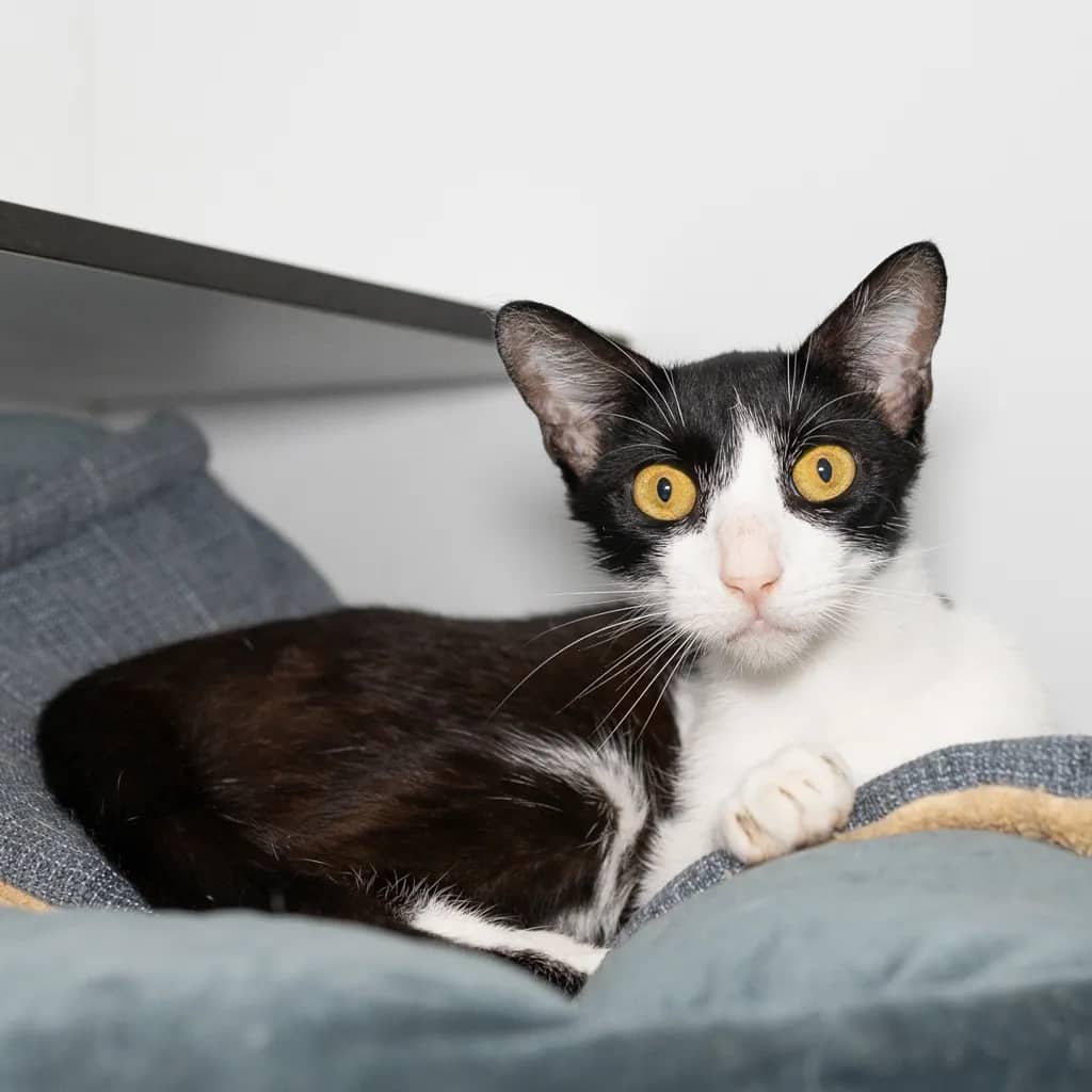 Radhika - Domestic Short Hair cat available for adoption at Animal Welfare League Queensland in Brisbane