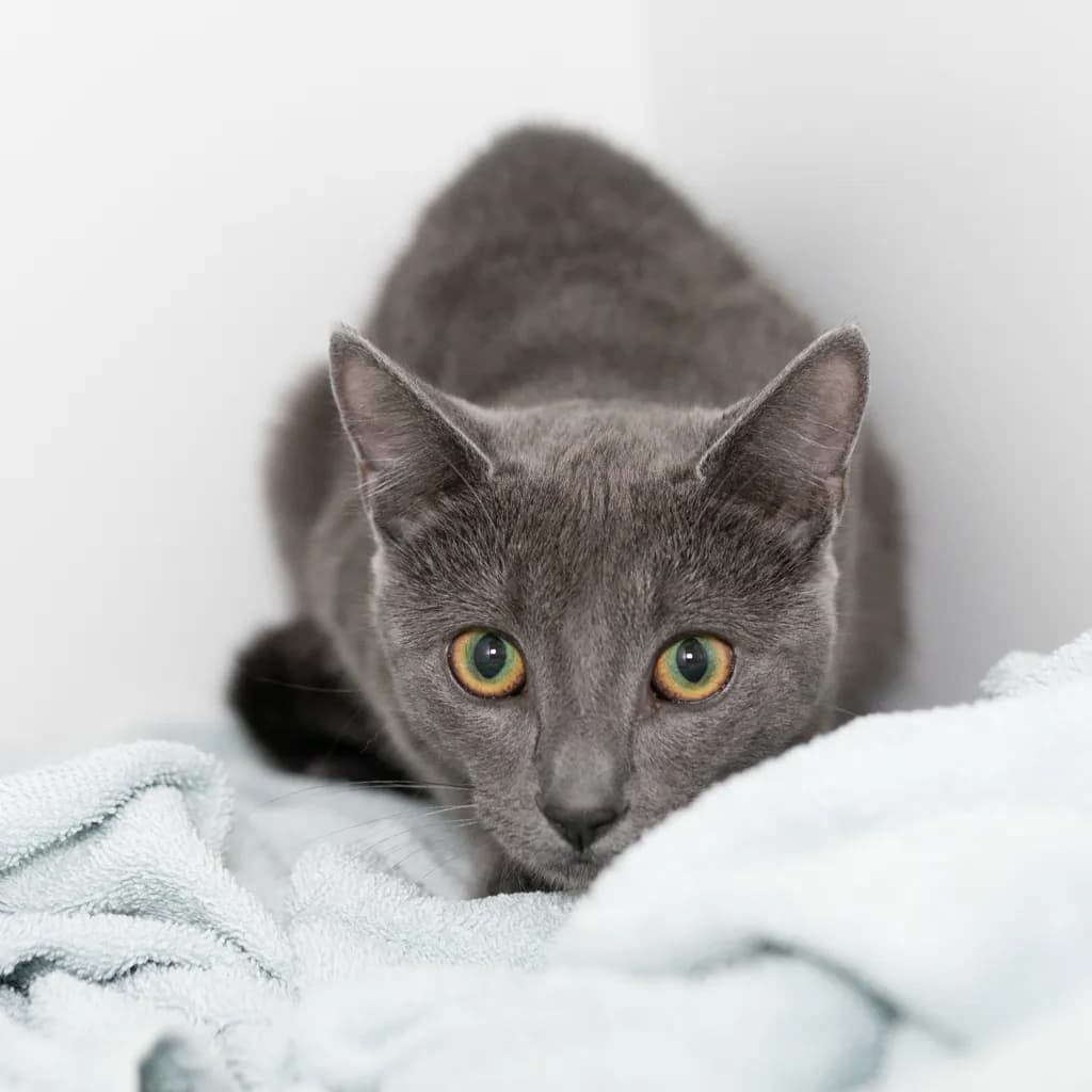 Crystal - Domestic Short Hair cat available for adoption at Animal Welfare League Queensland in Brisbane