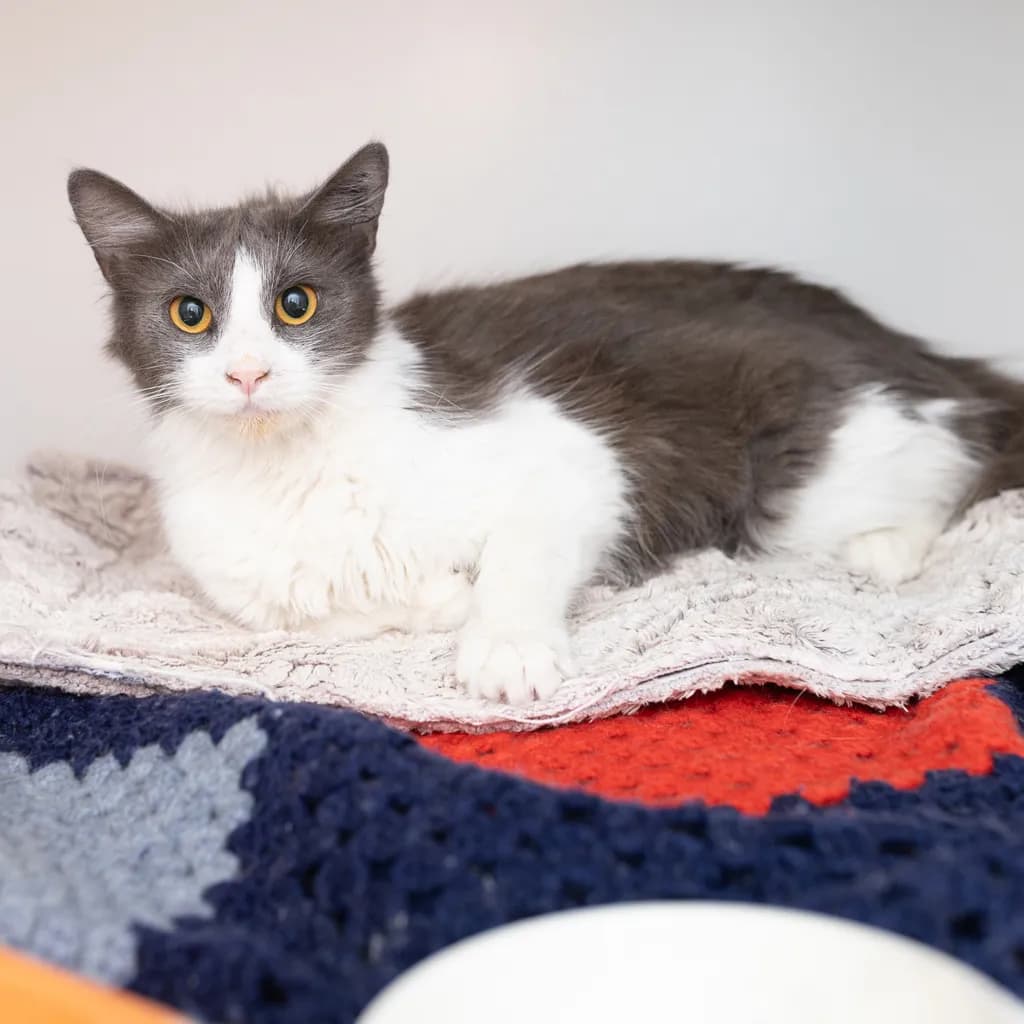 Butter - Domestic Medium Hair cat available for adoption at Animal Welfare League Queensland in Ipswich