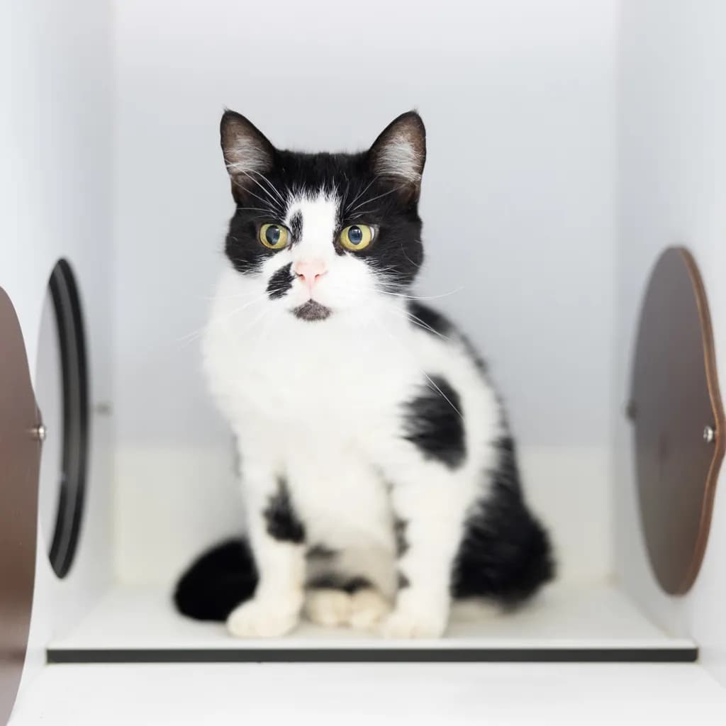 Ember - Domestic Short Hair cat available for adoption at Animal Welfare League Queensland in Gold Coast