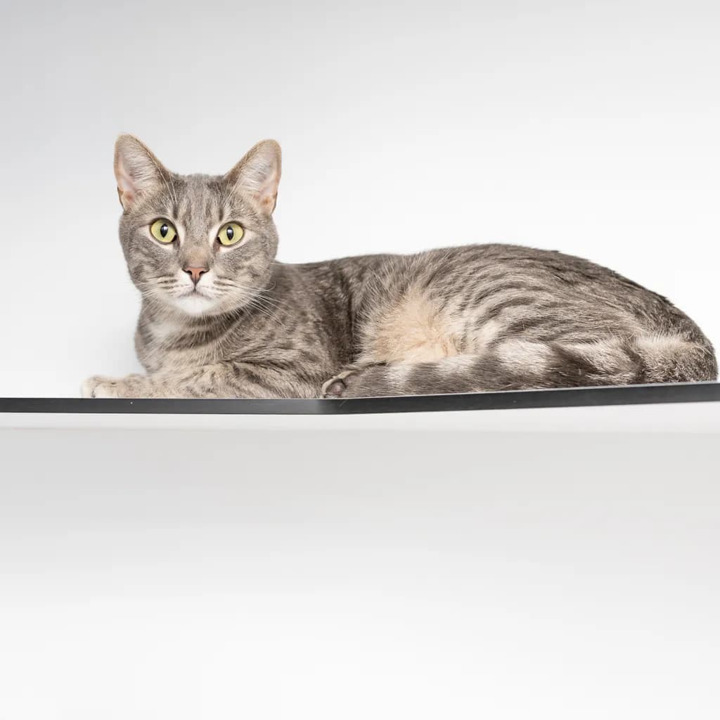 Loki - Domestic Short Hair cat available for adoption at Animal Welfare League Queensland in Gold Coast