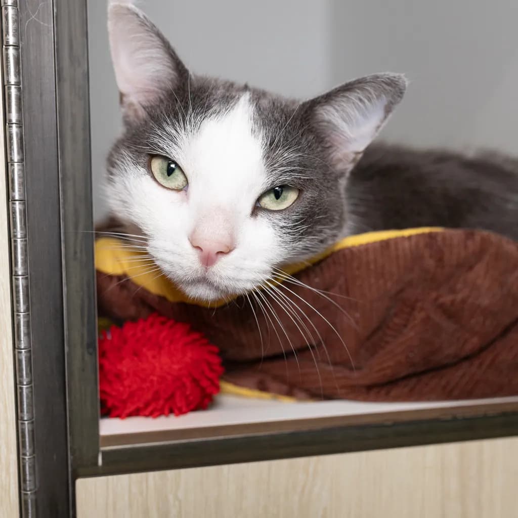 Coco - Domestic Short Hair cat available for adoption at Animal Welfare League Queensland in Brisbane