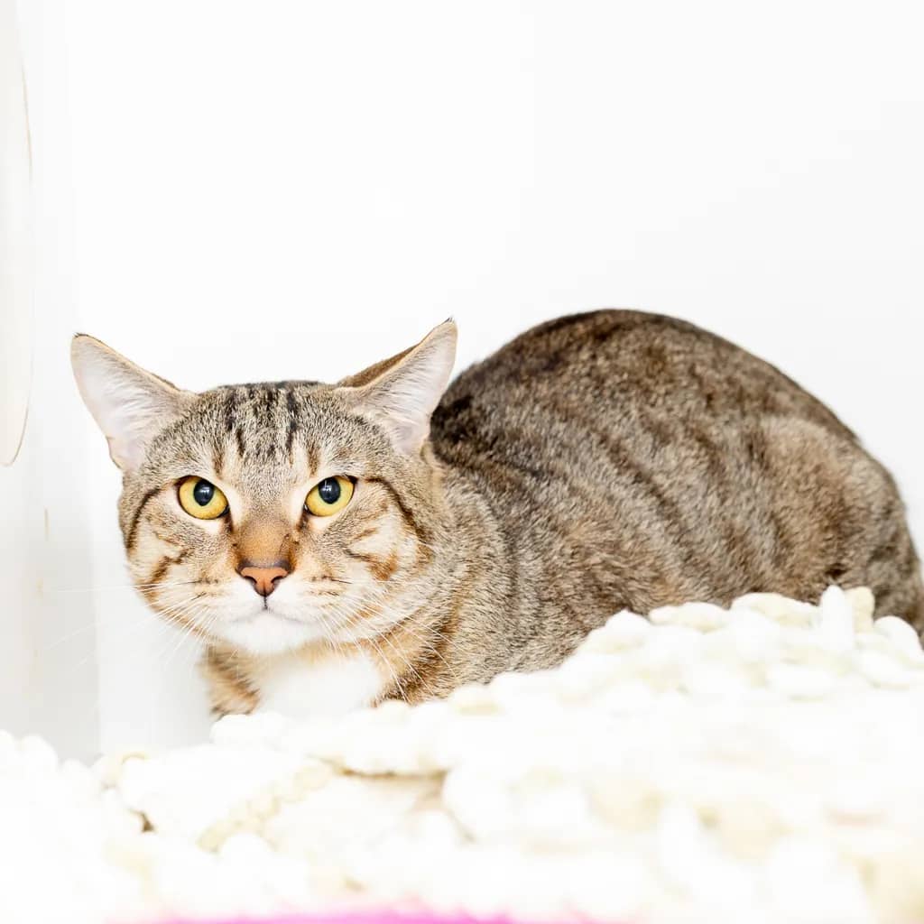 Chowder - Domestic Short Hair cat available for adoption at Animal Welfare League Queensland in Ipswich