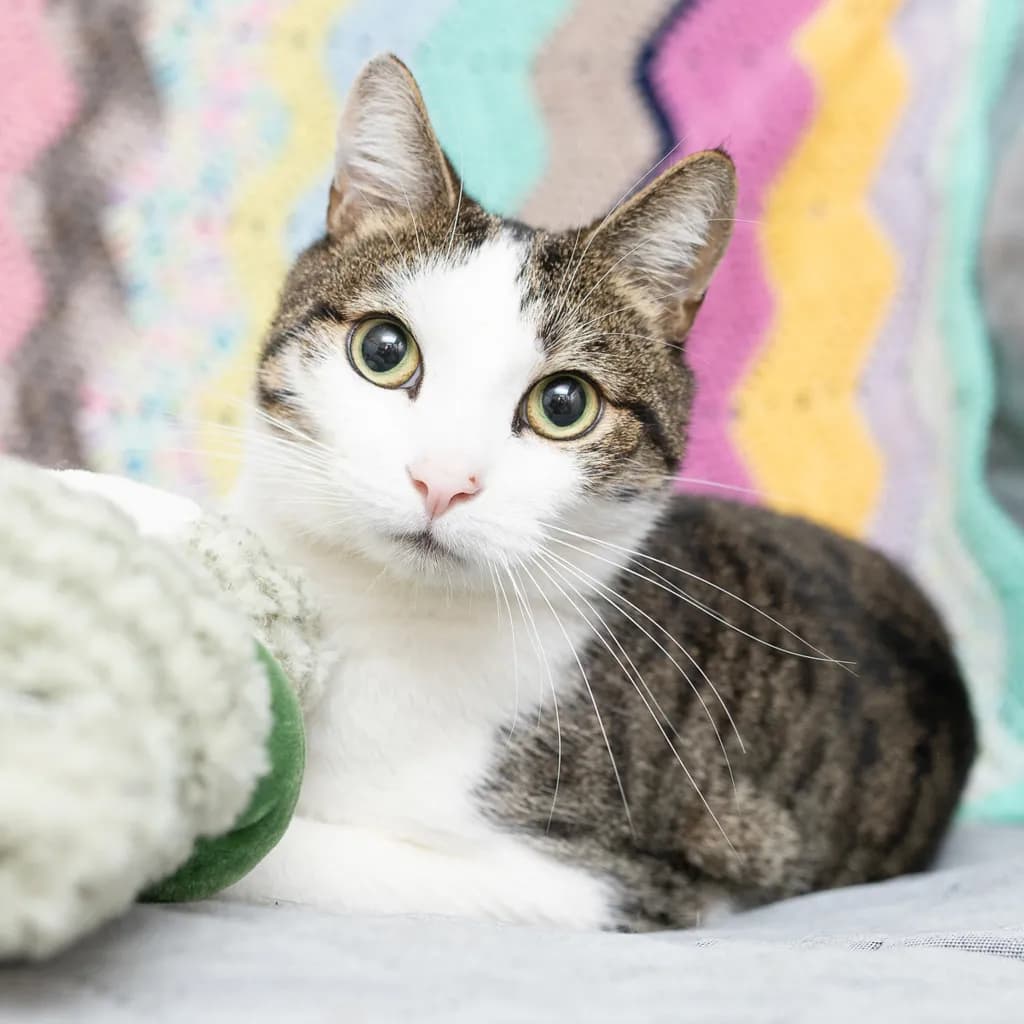 Tiger Loaf - Domestic Short Hair cat available for adoption at Animal Welfare League Queensland in Gold Coast