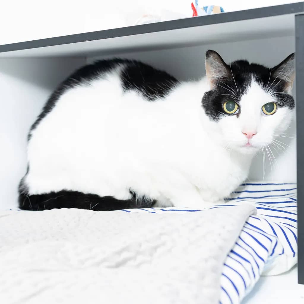 Gumby - Domestic Short Hair cat available for adoption at Animal Welfare League Queensland in Gold Coast