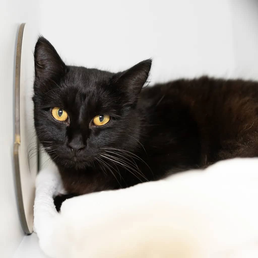 Skunk - Domestic Medium Hair cat available for adoption at Animal Welfare League Queensland in Brisbane