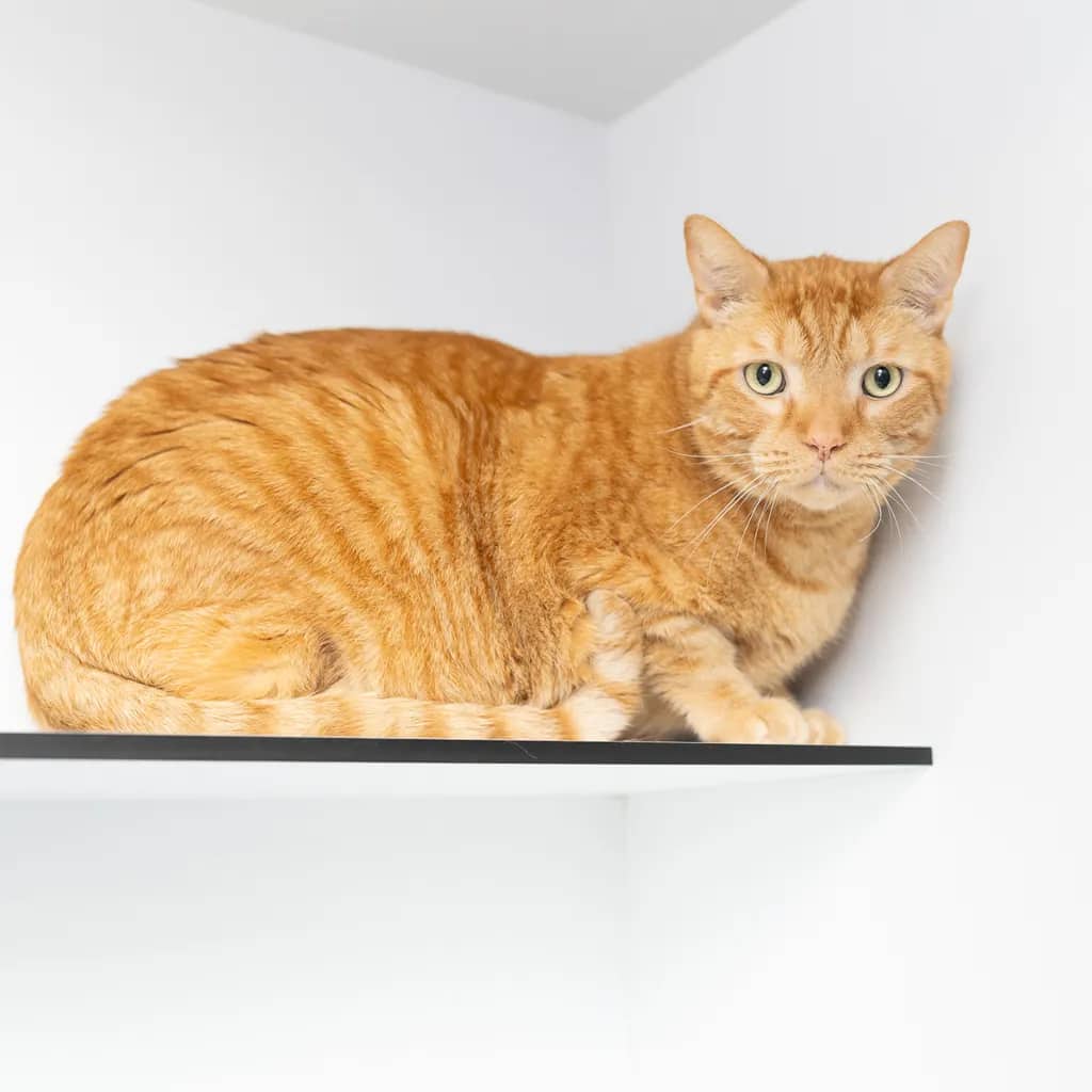 Leo - Domestic Short Hair cat available for adoption at Animal Welfare League Queensland in Gold Coast