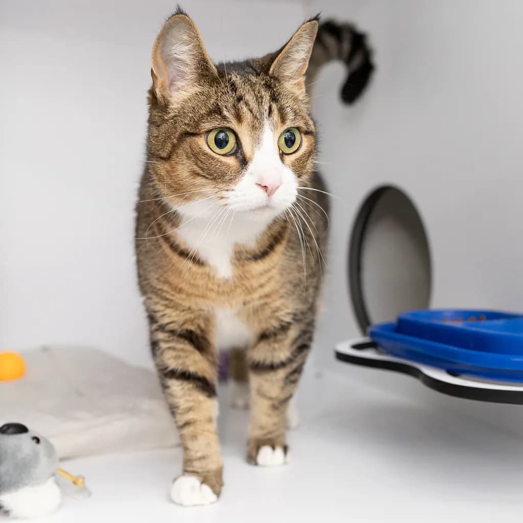 Nala - Domestic Short Hair cat available for adoption at Animal Welfare League Queensland in Gold Coast