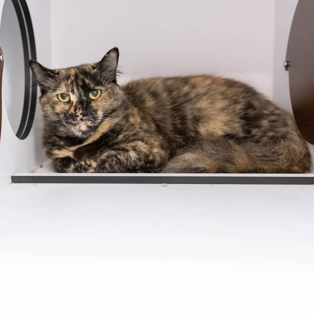 Ziggy - Domestic Medium Hair cat available for adoption at Animal Welfare League Queensland in Gold Coast