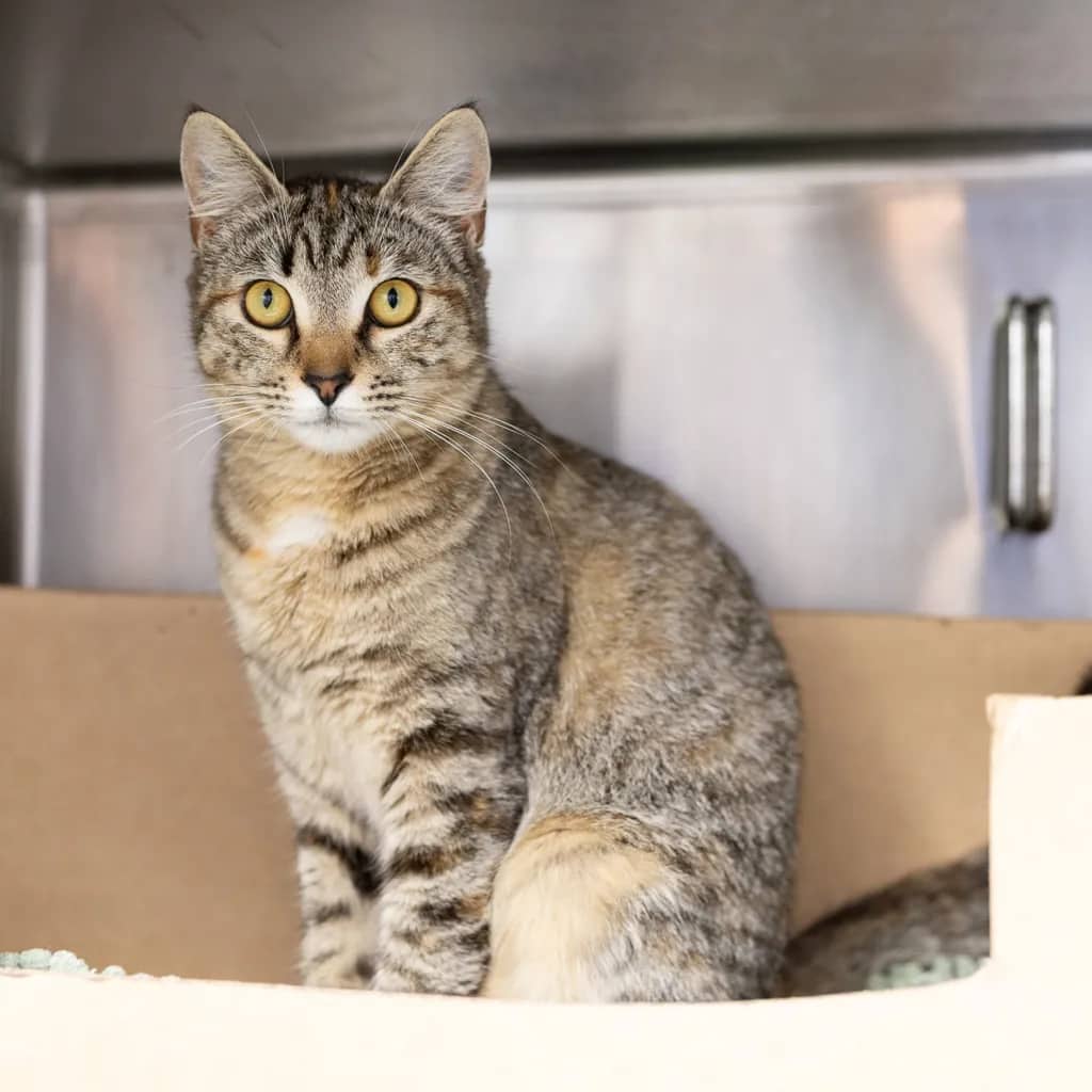 Miss Bee - Domestic Short Hair cat available for adoption at Animal Welfare League Queensland in Gold Coast