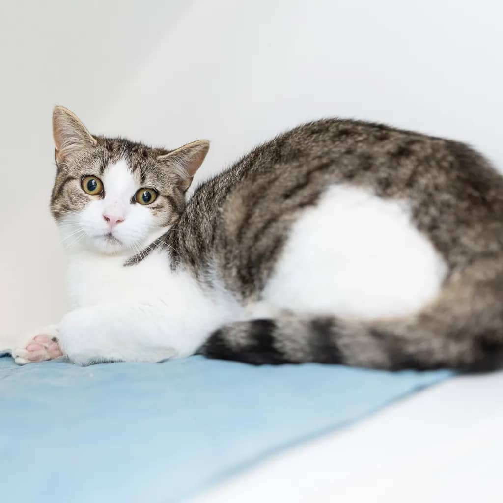 Sausage Mc Muffin - Domestic Short Hair cat available for adoption at Animal Welfare League Queensland in Ipswich