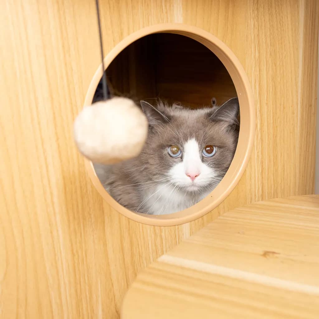 Jack - Ragdoll cat available for adoption at Animal Welfare League Queensland in Gold Coast