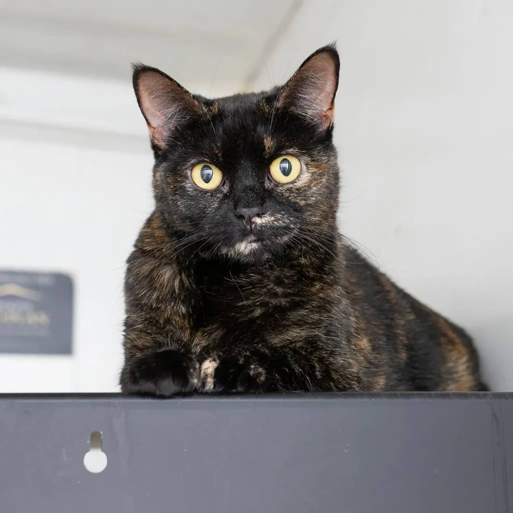 Tilly - Domestic Short Hair cat available for adoption at Animal Welfare League Queensland in Gold Coast