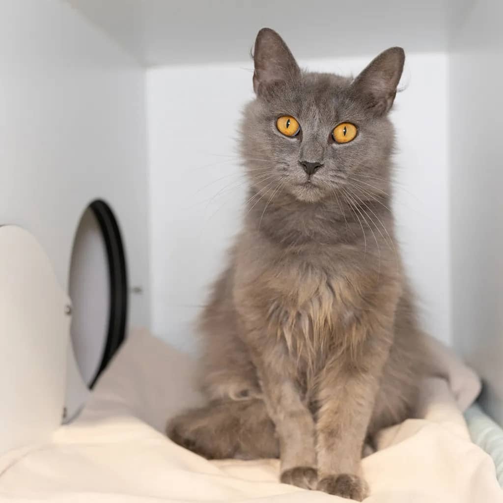 Nimbus - Domestic Medium Hair cat available for adoption at Animal Welfare League Queensland in Brisbane