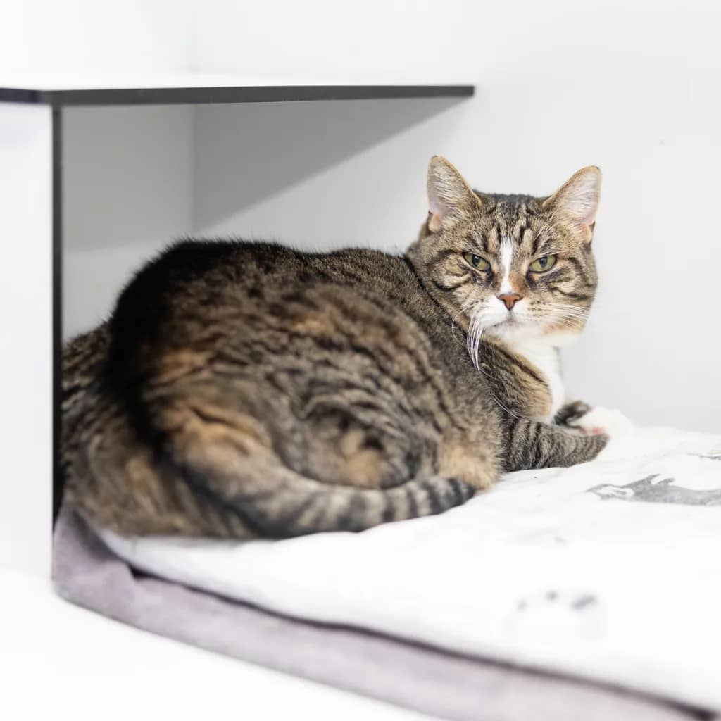 Jinx - Domestic Short Hair cat available for adoption at Animal Welfare League Queensland in Gold Coast