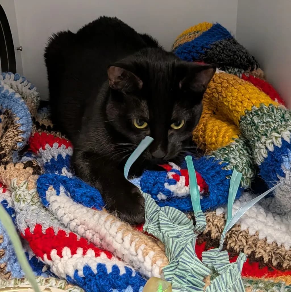 Nilah - Domestic Short Hair cat available for adoption at Animal Welfare League Queensland in Brisbane