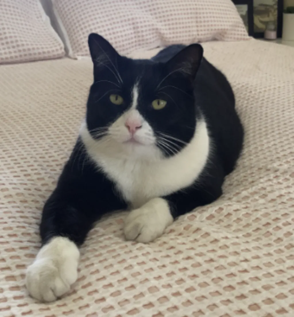 Archie - Domestic Short Hair cat available for adoption at Animal Welfare League Queensland in Brisbane