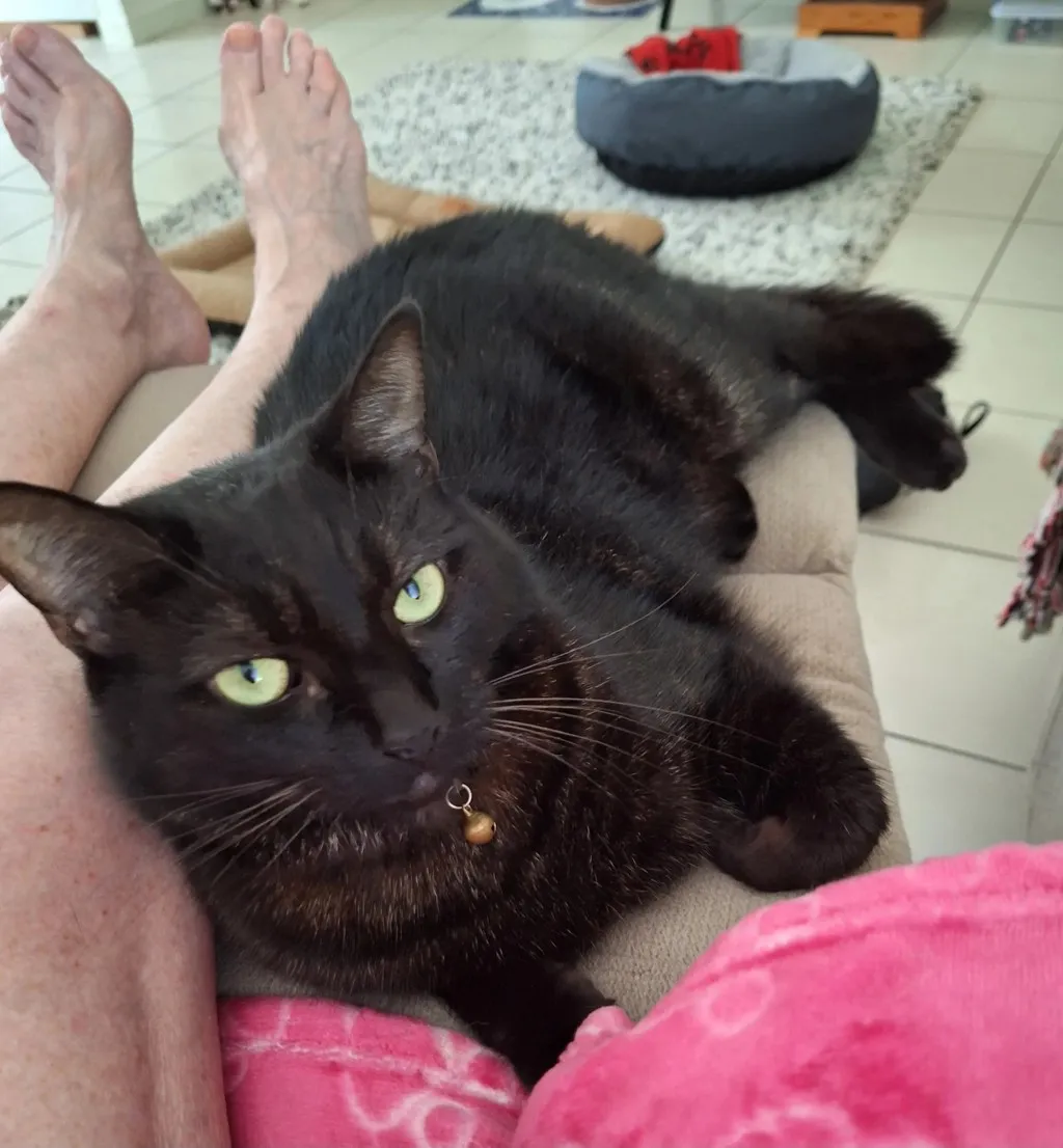 Alfie - Domestic Short Hair cat available for adoption at Animal Welfare League Queensland in Brisbane