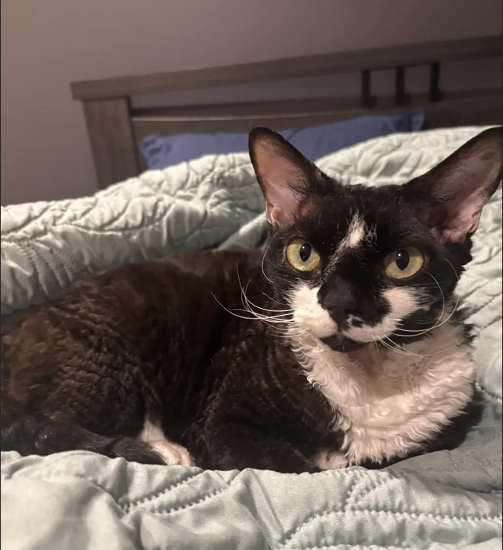 Squid - Devon Rex cat available for adoption in Brisbane