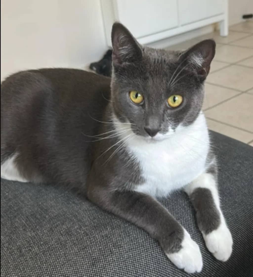 Spock - Domestic Short Hair cat available for adoption at Animal Welfare League Queensland in Gold Coast