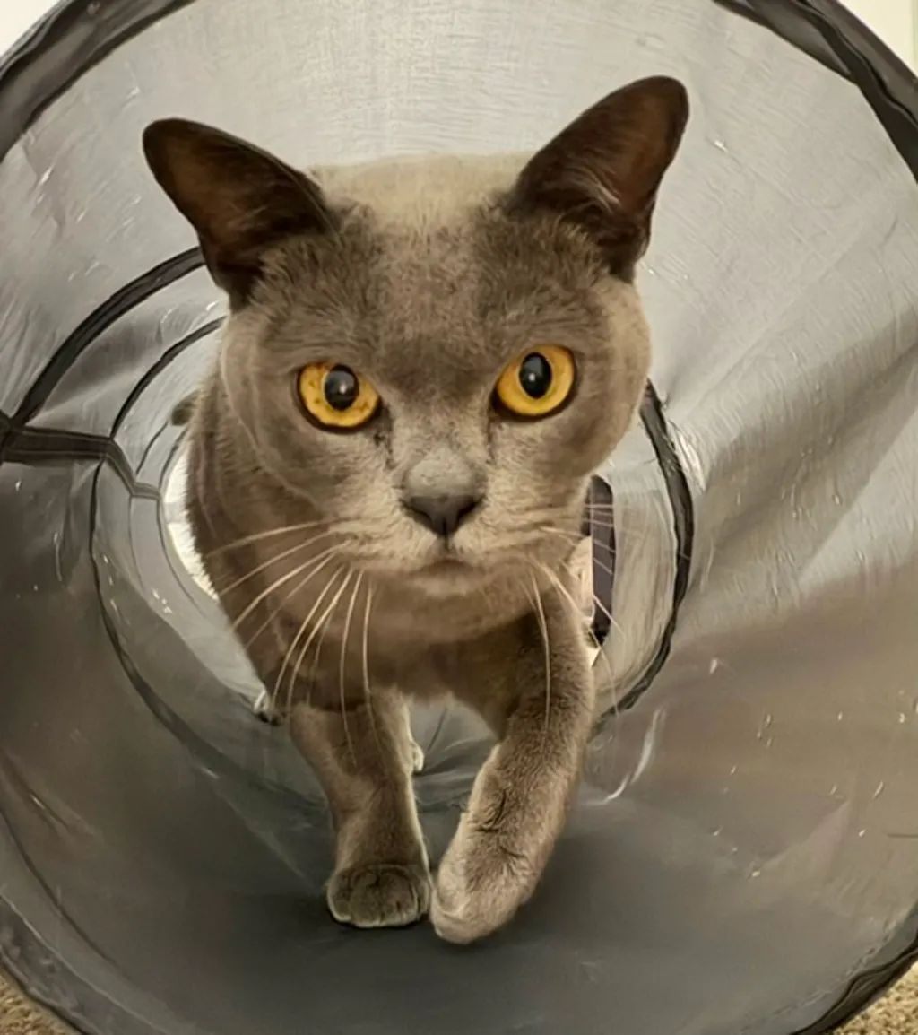 Pandi - Burmese cat available for adoption in Sydney