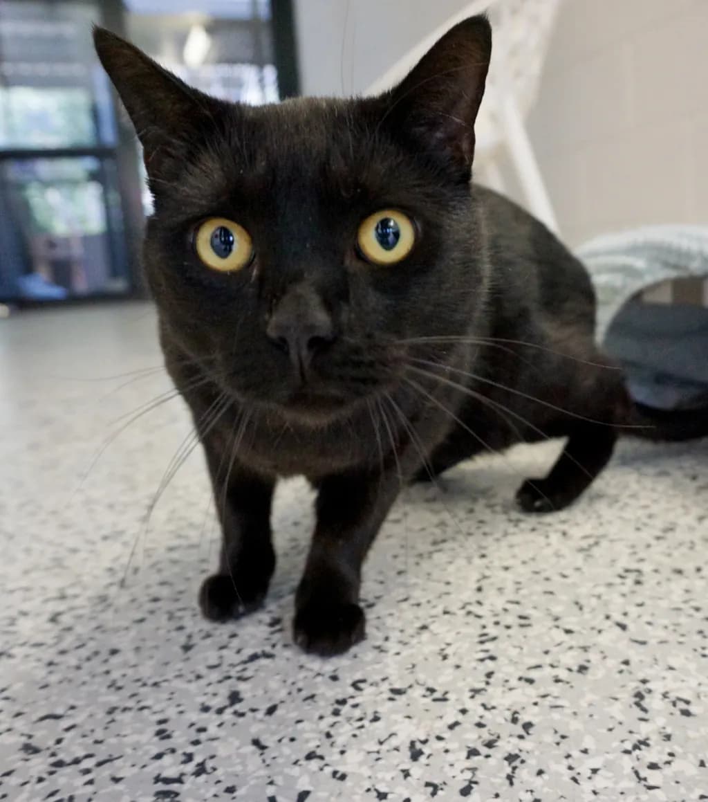 Mr B - Domestic Short Hair cat available for adoption at Animal Welfare League Queensland in Gold Coast