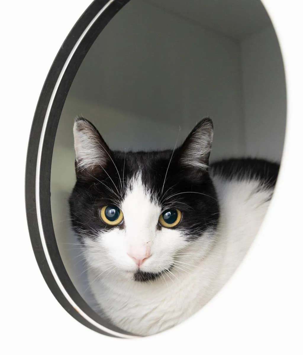 Munch - Domestic Short Hair cat available for adoption at Animal Welfare League Queensland in Gold Coast