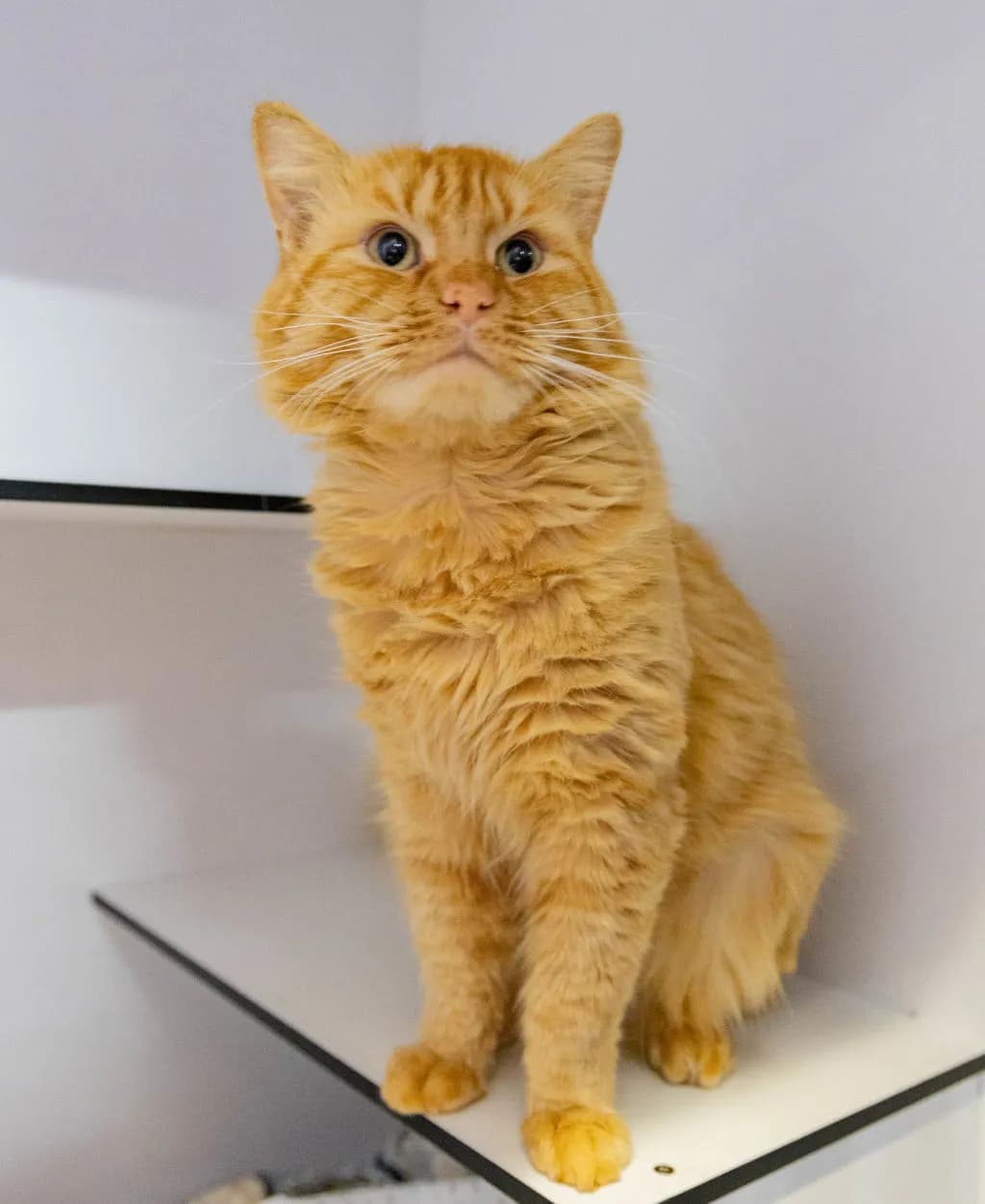 Ron Weasley - Domestic Medium Hair cat available for adoption at Animal Welfare League Queensland in Gold Coast