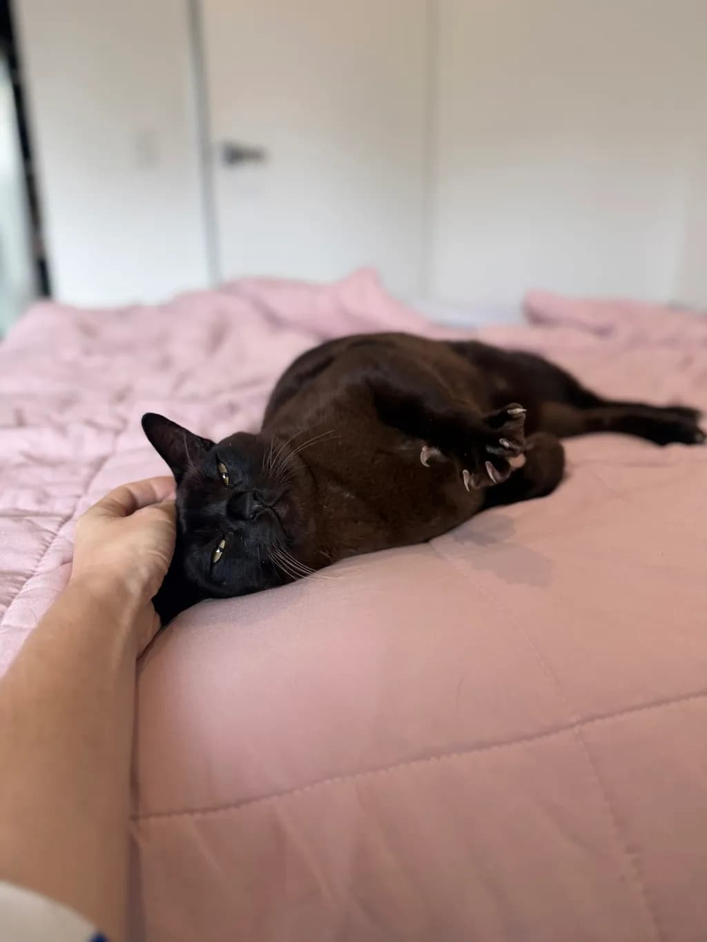 Reuben - Burmese cat available for adoption at Animal Welfare League Queensland in Gold Coast