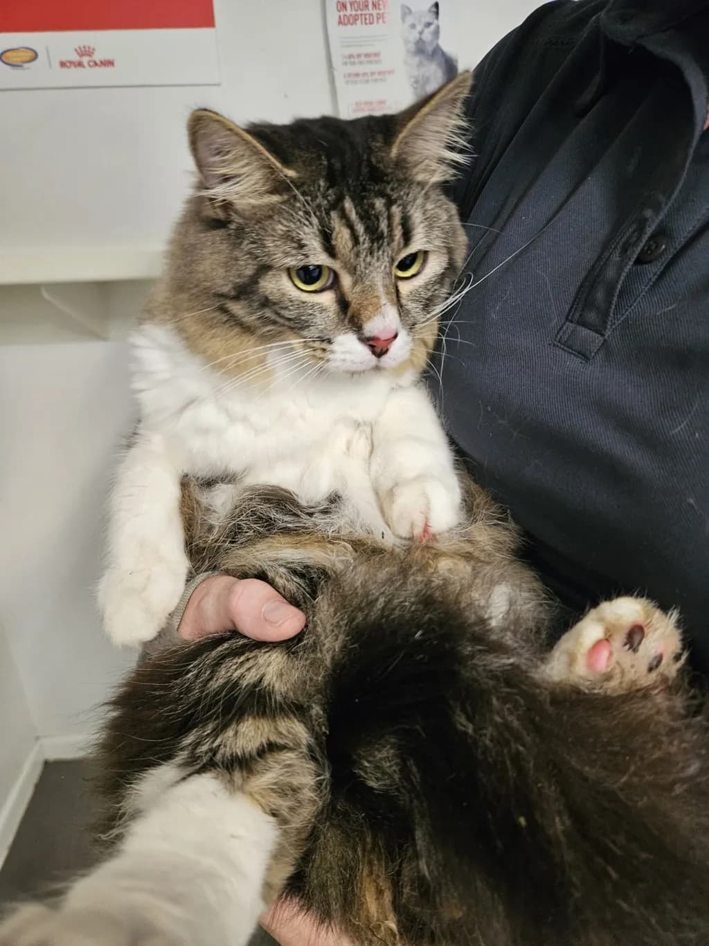 Vegemite Toast - Domestic Longhair cat available for adoption at Animal Welfare League Queensland in Brisbane