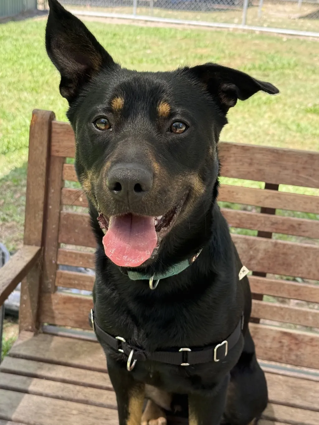 Buddy - Australian Kelpie available for adoption in Brisbane