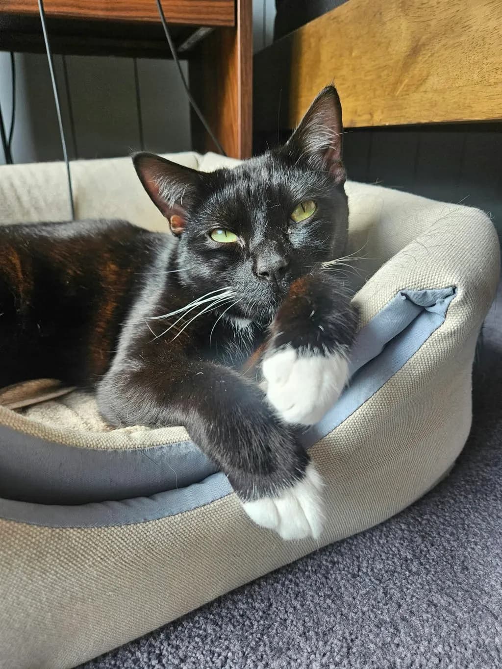 Panda - Domestic Short Hair cat available for adoption at Animal Welfare League Queensland in Brisbane