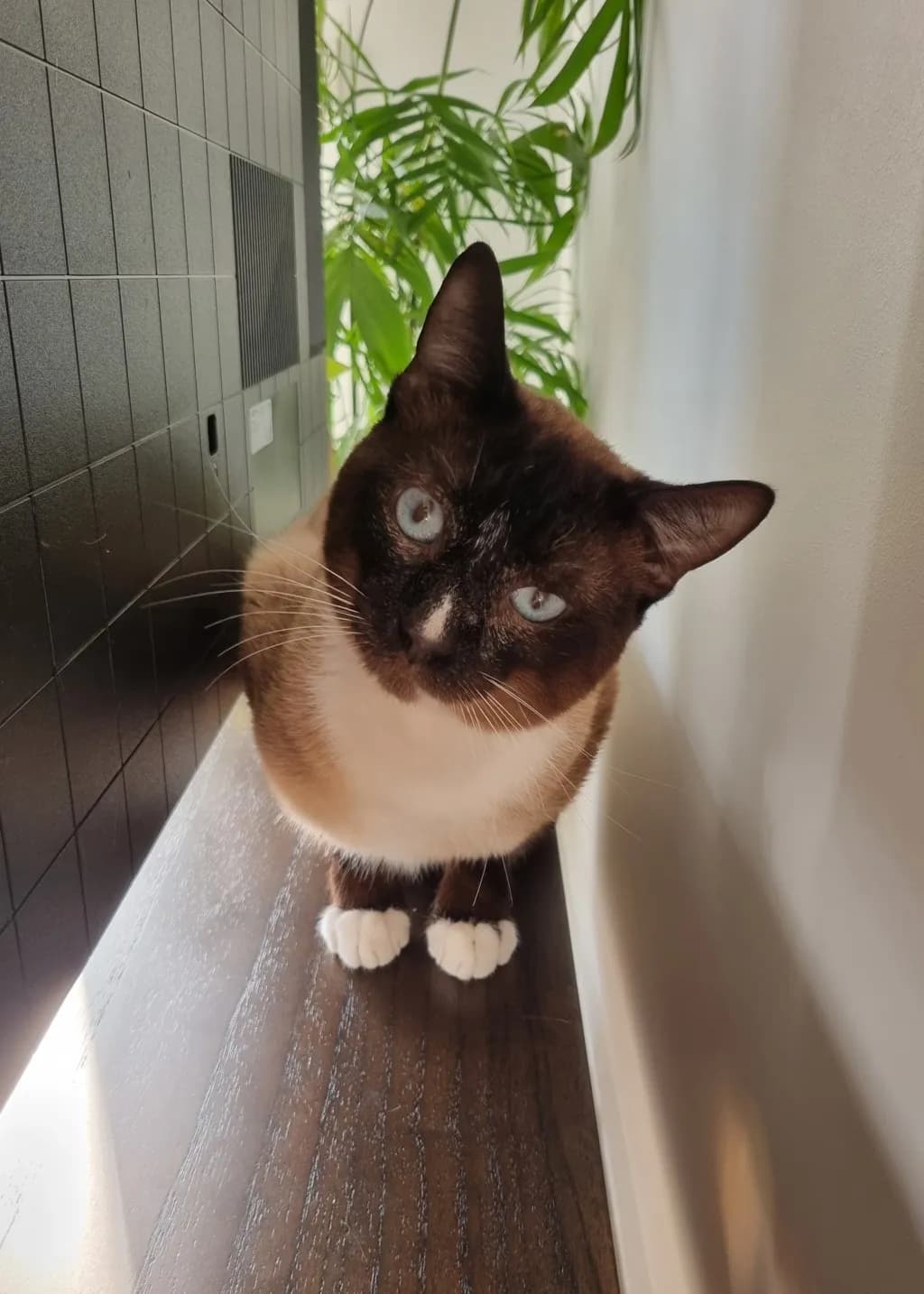 Aries - Domestic Short Hair / Siamese cat available for adoption at Animal Welfare League Queensland in Brisbane