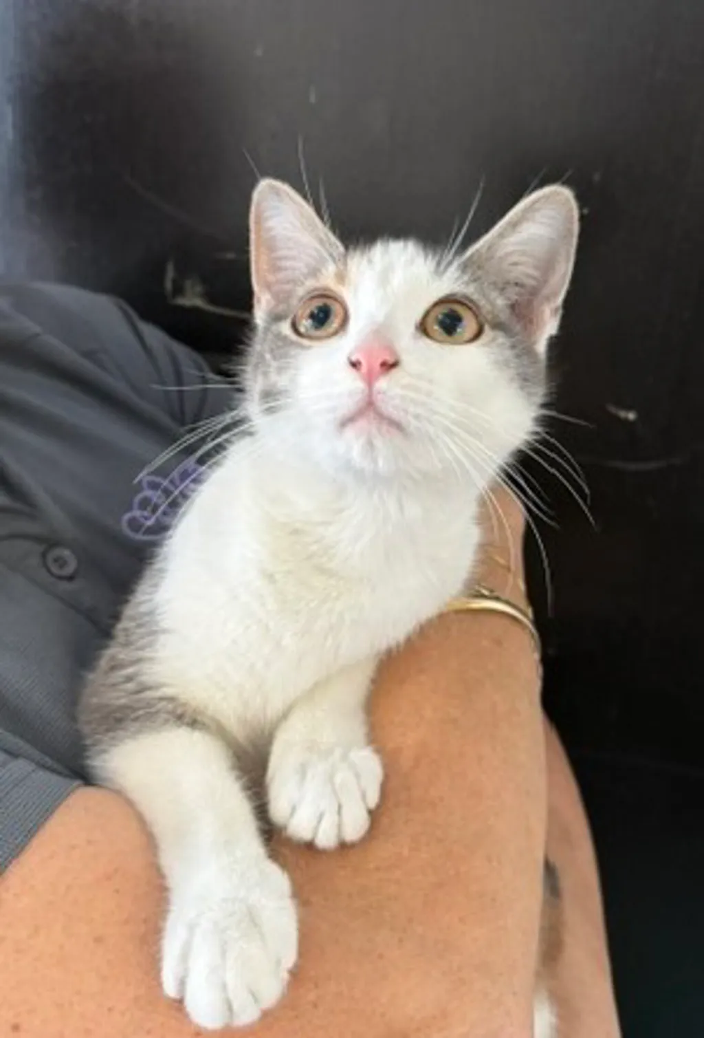 Truffle - Domestic Short Hair cat available for adoption at Animal Welfare League Queensland in Brisbane