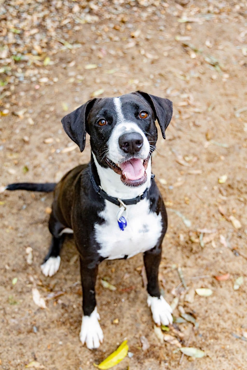 Cordelia - Bull Arab available for adoption in Sydney
