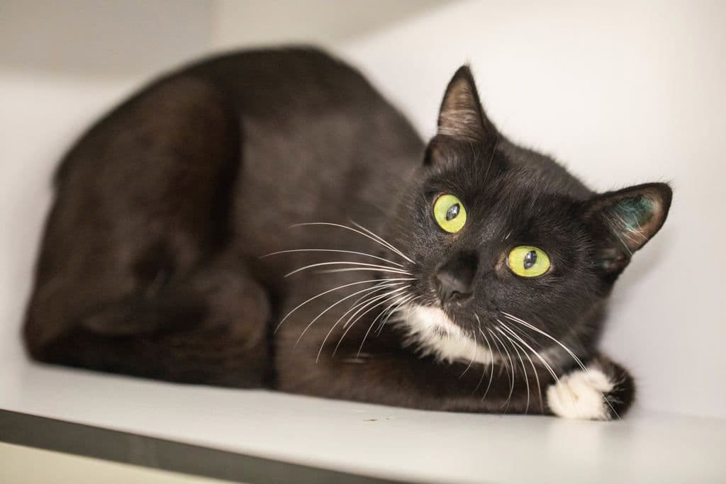 Kismet - Domestic Short Hair cat available for adoption at Animal Welfare League Queensland in Gold Coast