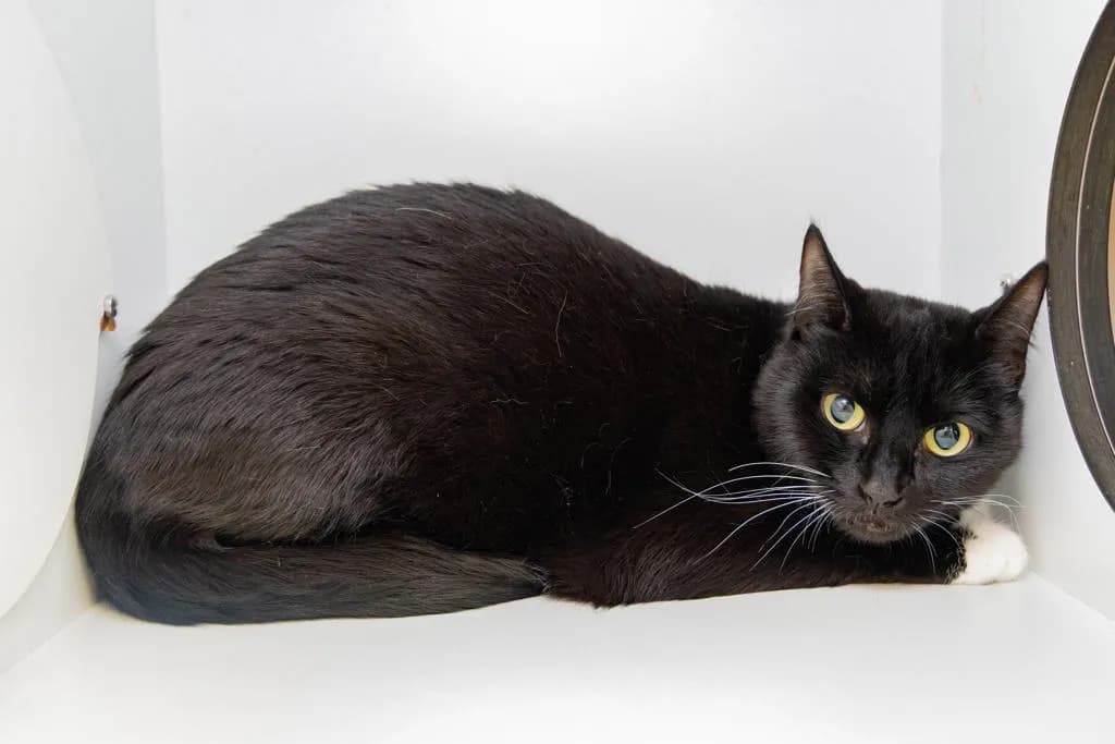 Duchess Dishes - Domestic Short Hair cat available for adoption at Animal Welfare League Queensland in Gold Coast