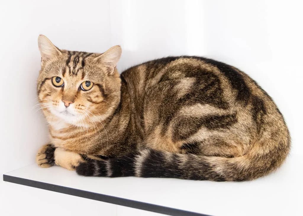 Apollo - Domestic Short Hair cat available for adoption at Animal Welfare League Queensland in Gold Coast
