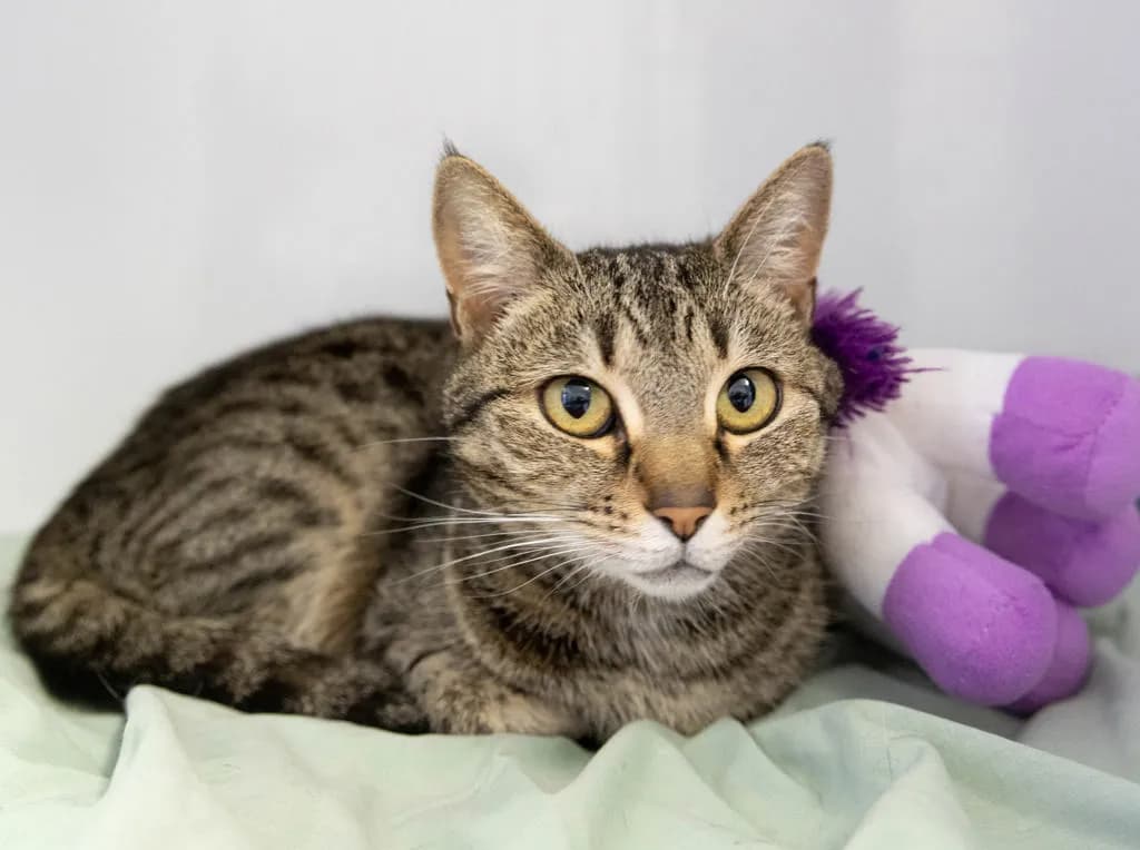 Mela - Domestic Short Hair cat available for adoption at Animal Welfare League Queensland in Gold Coast