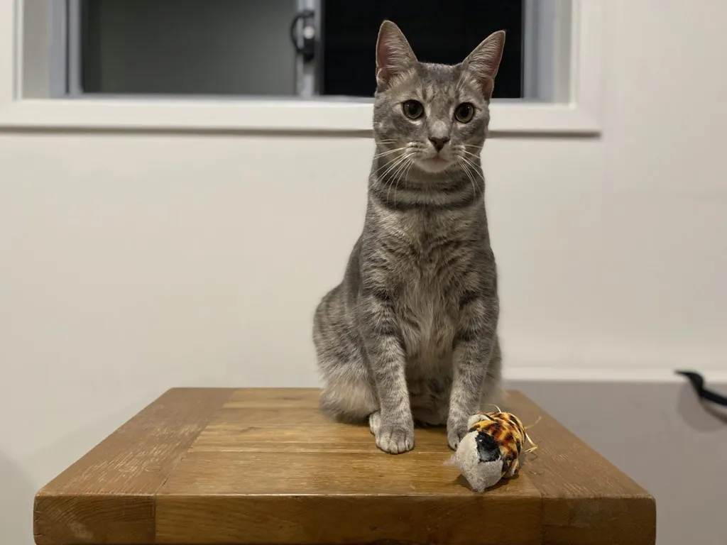Mavrus - Domestic Short Hair cat available for adoption at Animal Welfare League Queensland in Brisbane