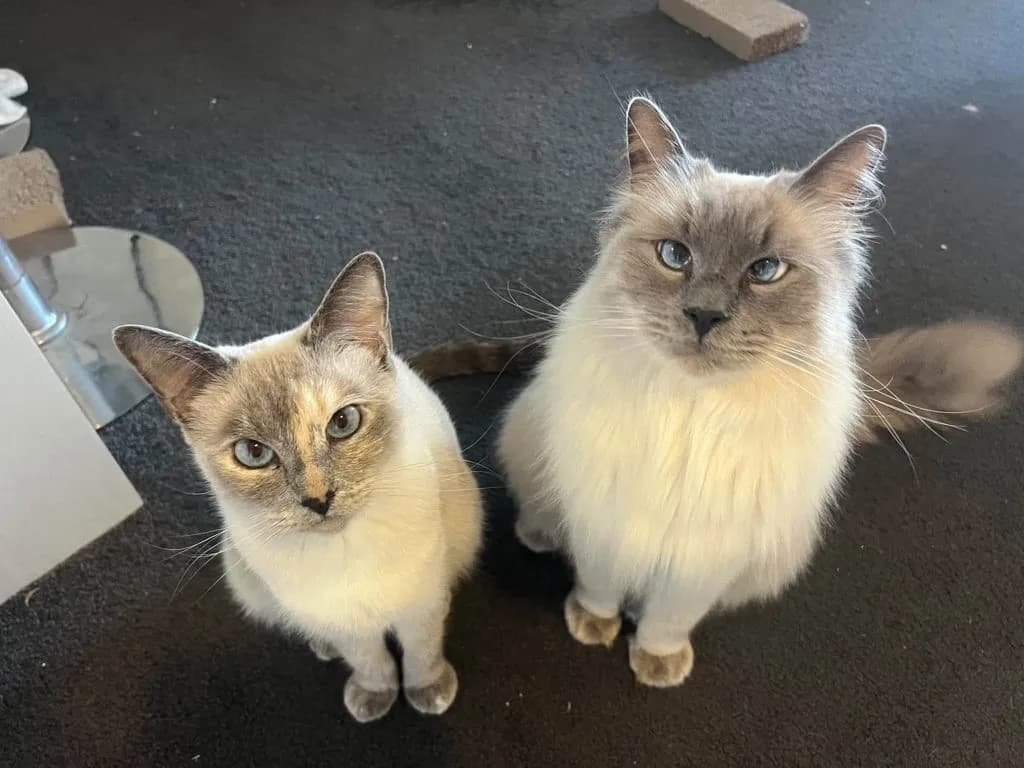 Milo - Ragdoll cat available for adoption at Animal Welfare League Queensland in Brisbane