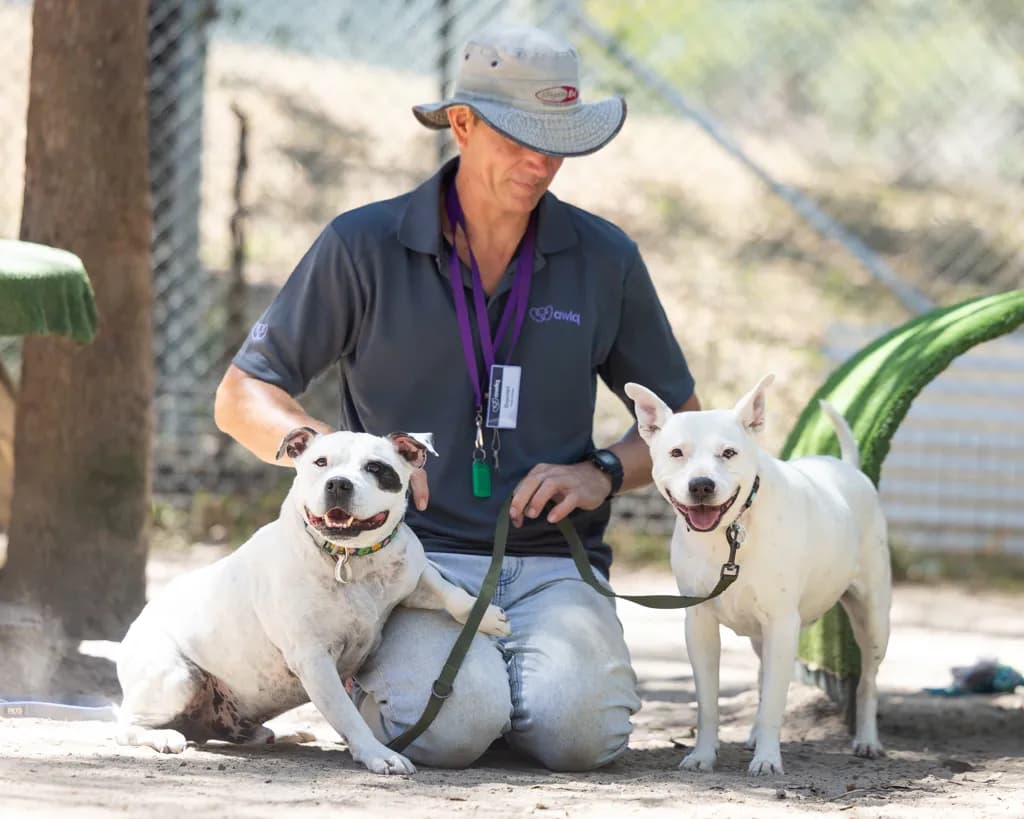 Kaos - Staffordshire Bull Terrier available for adoption in Gold Coast
