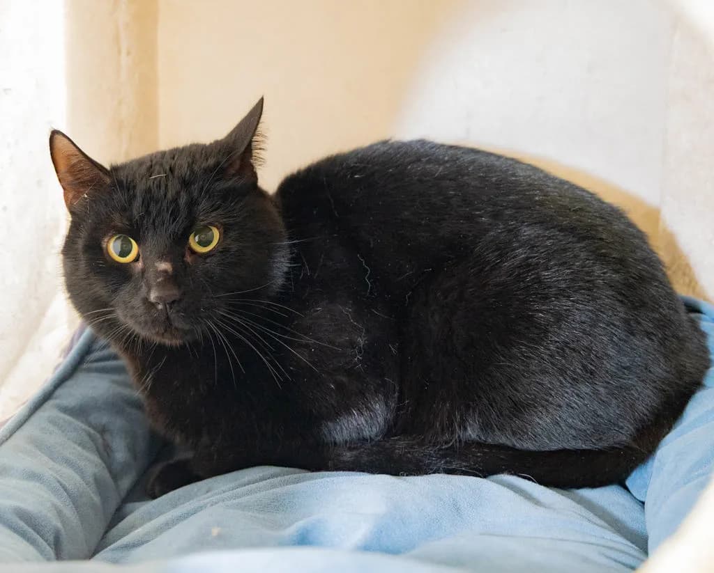 McMuffin - Domestic Short Hair cat available for adoption in Sydney