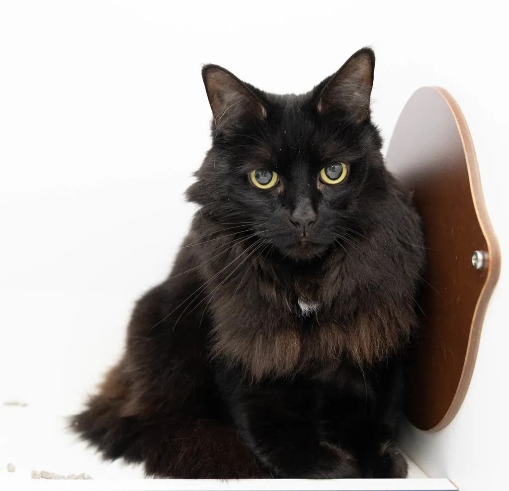 Chika - Domestic Medium Hair cat available for adoption at Animal Welfare League Queensland in Gold Coast