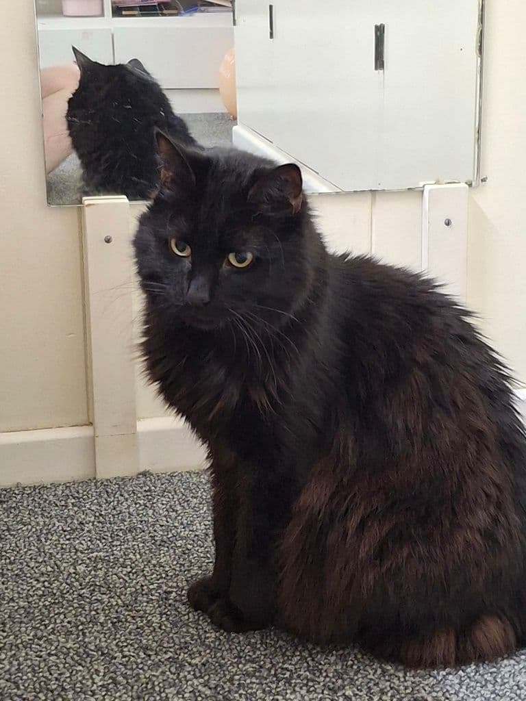 Cooper - Domestic Medium Hair cat available for adoption in Brisbane