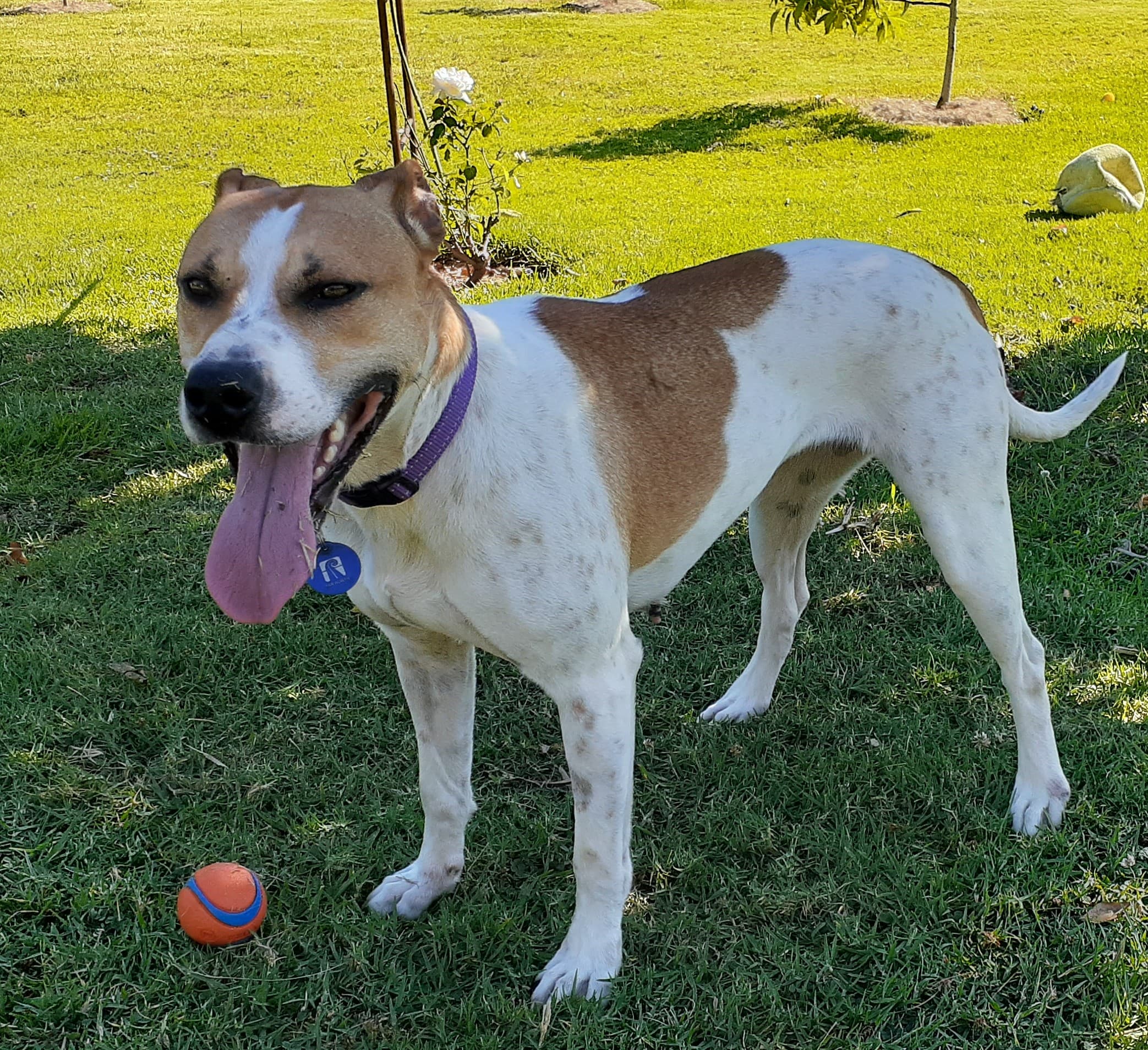 Zoe - Cattle Cross available for adoption in Kerikeri